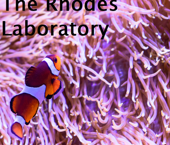 Nemo in pink anemone with "Rhodes Lab" on top of him