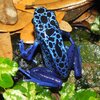 blue poisen dart frog