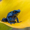 Dendrobates tinctorius - dyeing dart frog