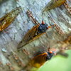 cicadas on tree branch