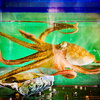 Octopus in tank