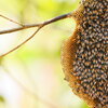 Bees on hive