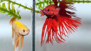 Beta fightin fish