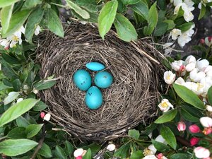 robins nest and eggs