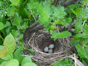 Eggs in nest