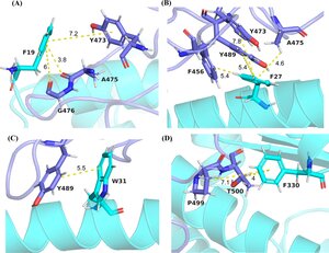 mutated ACE2 residues