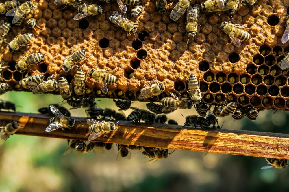 apiary