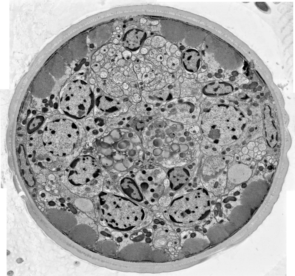 Cell structures