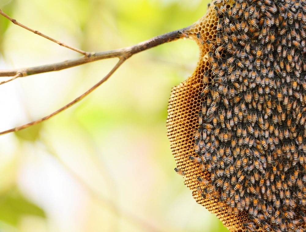 Bees on hive