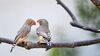 zebra-finch