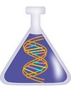 DNA in a Conical Flask