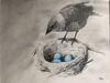 Sketch drawing of cowbird looking in a robin's nest