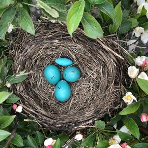 Robin Eggs