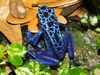blue poisen dart frog