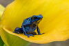 Dendrobates tinctorius - dyeing dart frog