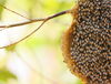 Bees on hive