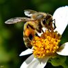 Honey Bee on Flower