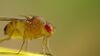 Drosophila