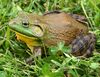 Bull Frog