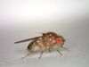 Drosophila