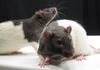 A Pair of Rats