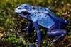 Poisonous Frog