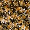 Bees, many bees