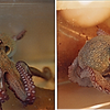 Left: Hungry octopus attacks painful shock, Right: Satiated octopus actively avoid food