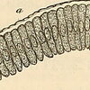 Diagram of a Membrane