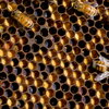 Honey Bee Colony