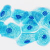 Cells