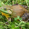 Bull Frog