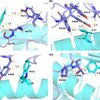 mutated ACE2 residues
