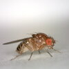 Drosophila