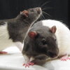 A Pair of Rats