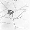 Nerve Cell Illustration