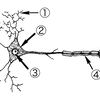 Neuron Diagram