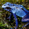Poisonous Frog