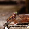 Foraging Mouse