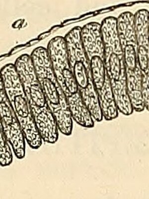 Diagram of a Membrane