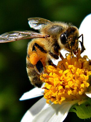 Honey Bee on Flower