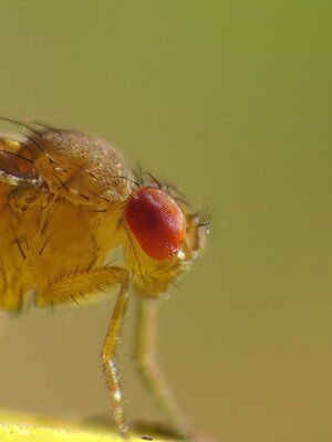 Drosophila