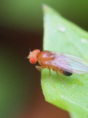 Drosophila