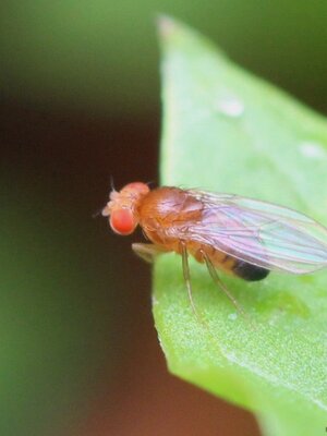 Drosophila