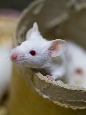 Mouse