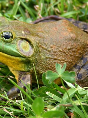 Bull Frog