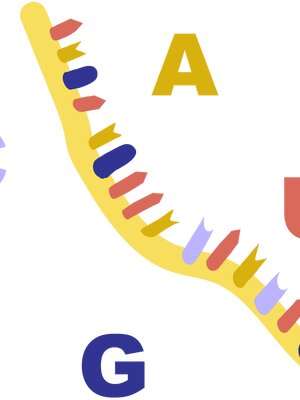 RNA Illustration 