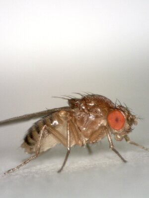 Drosophila