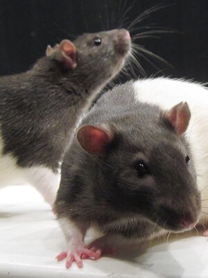 A Pair of Rats
