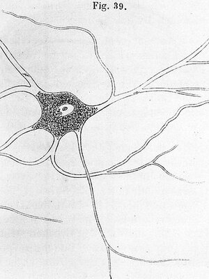 Nerve Cell Illustration